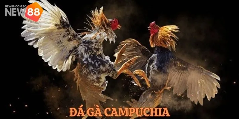 Trải Nghiệm Đỉnh Cao Với Trò Đá Gà Campuchia Tại New88